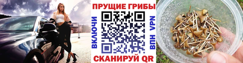 Псилоцибиновые грибы Psilocybe  купить   Кувандык 